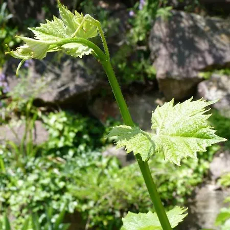 Familie Kunz Apartment Friesenheim (Baden-Wurttemberg)